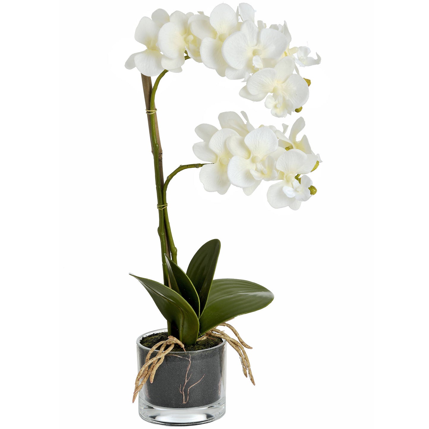 Harmony White Potted Orchid