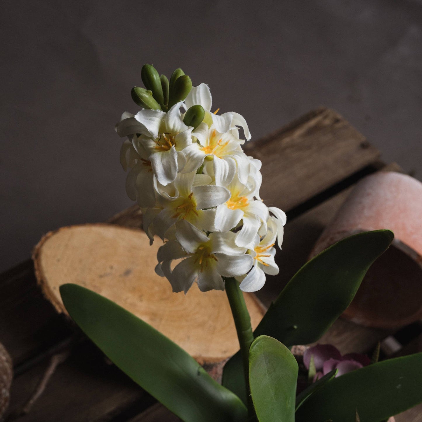 Potted White Hyacinth