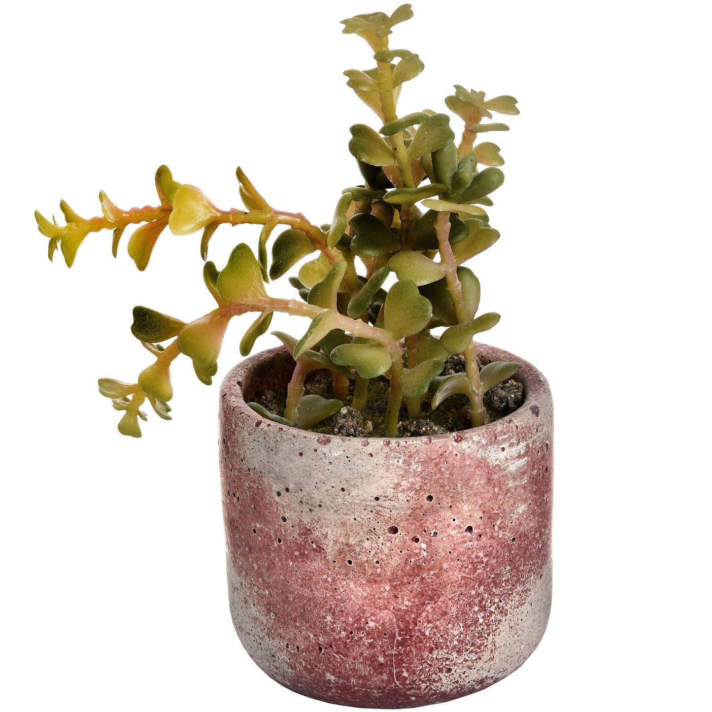 Miniature Potted Succulent