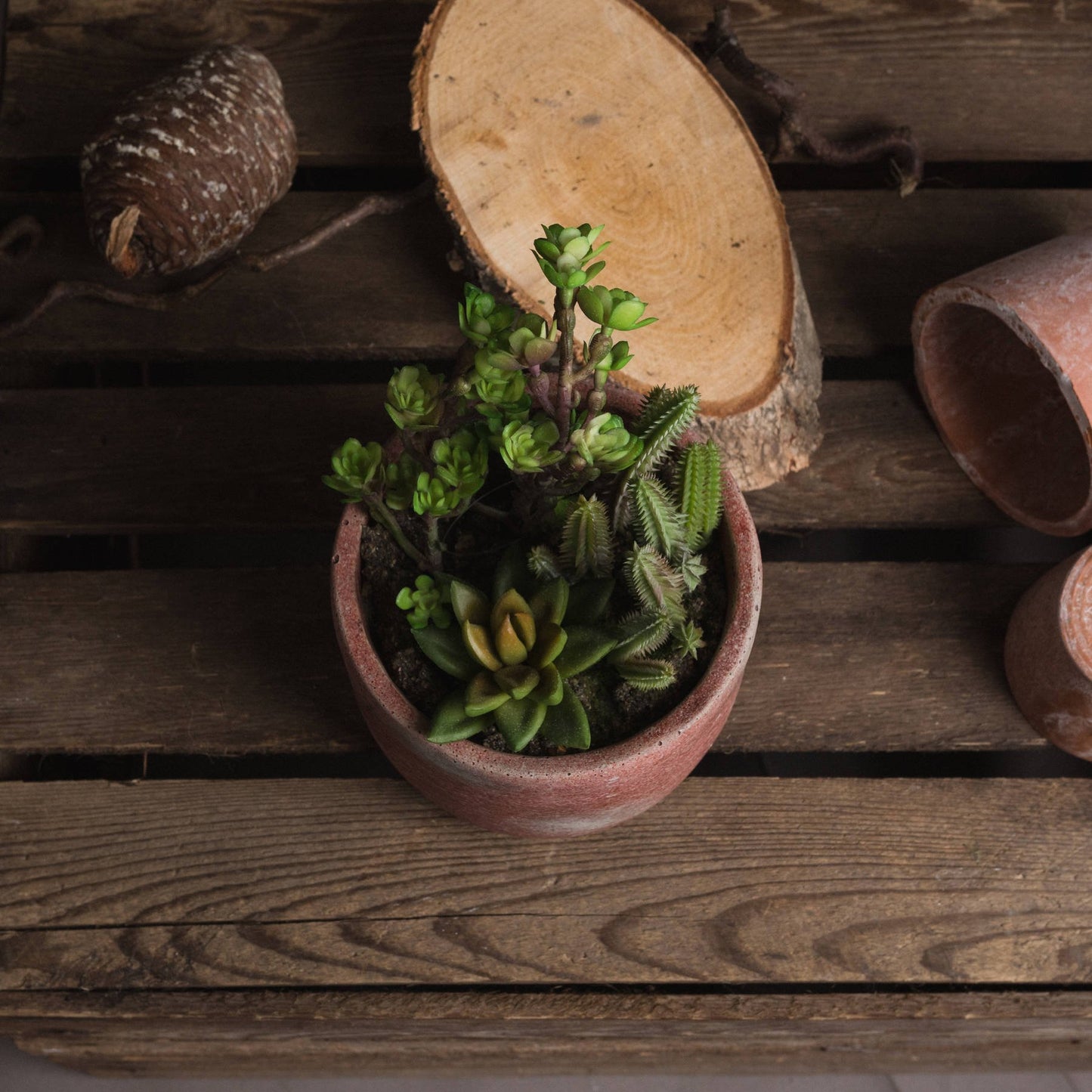 Potted Cacti and Succulent