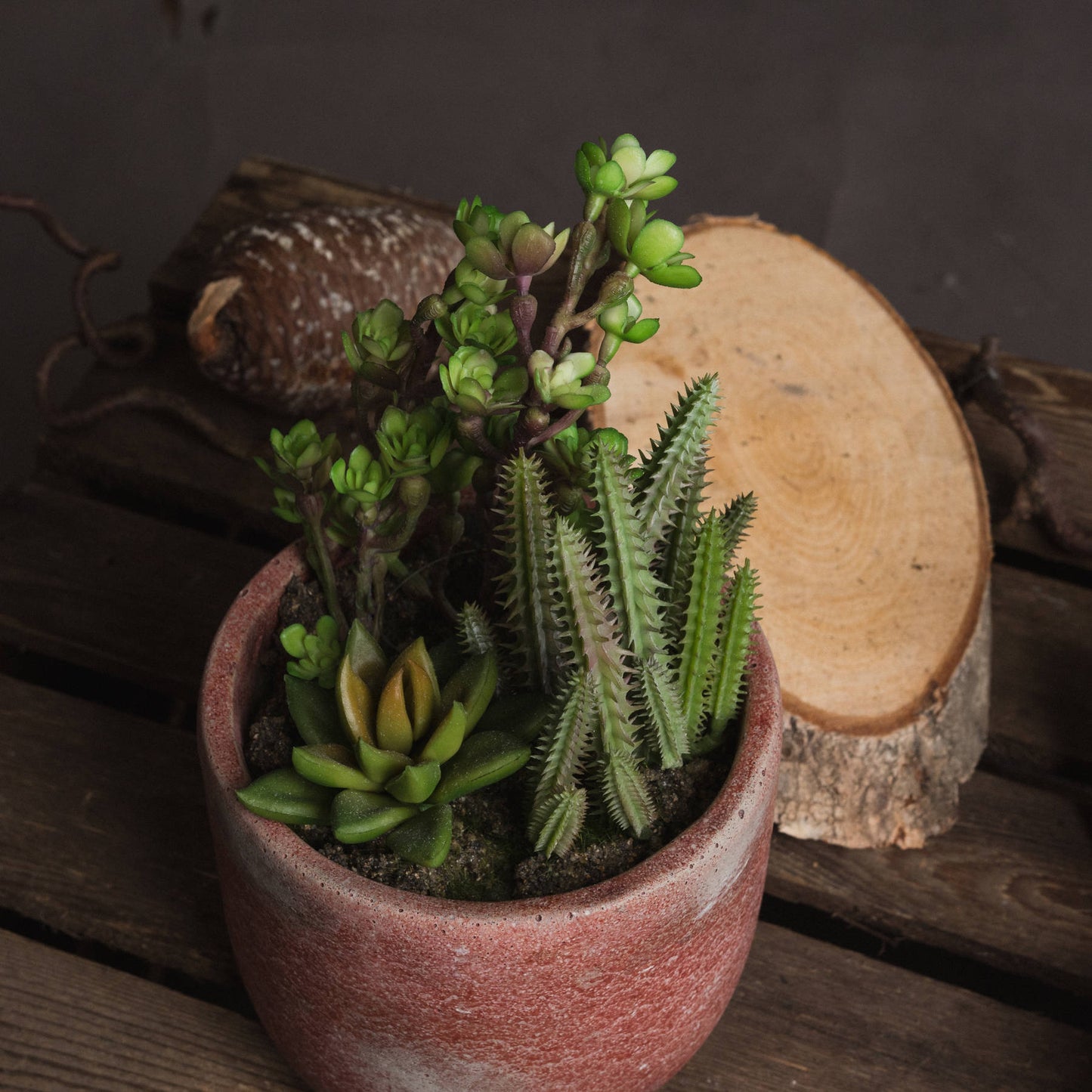 Potted Cacti and Succulent