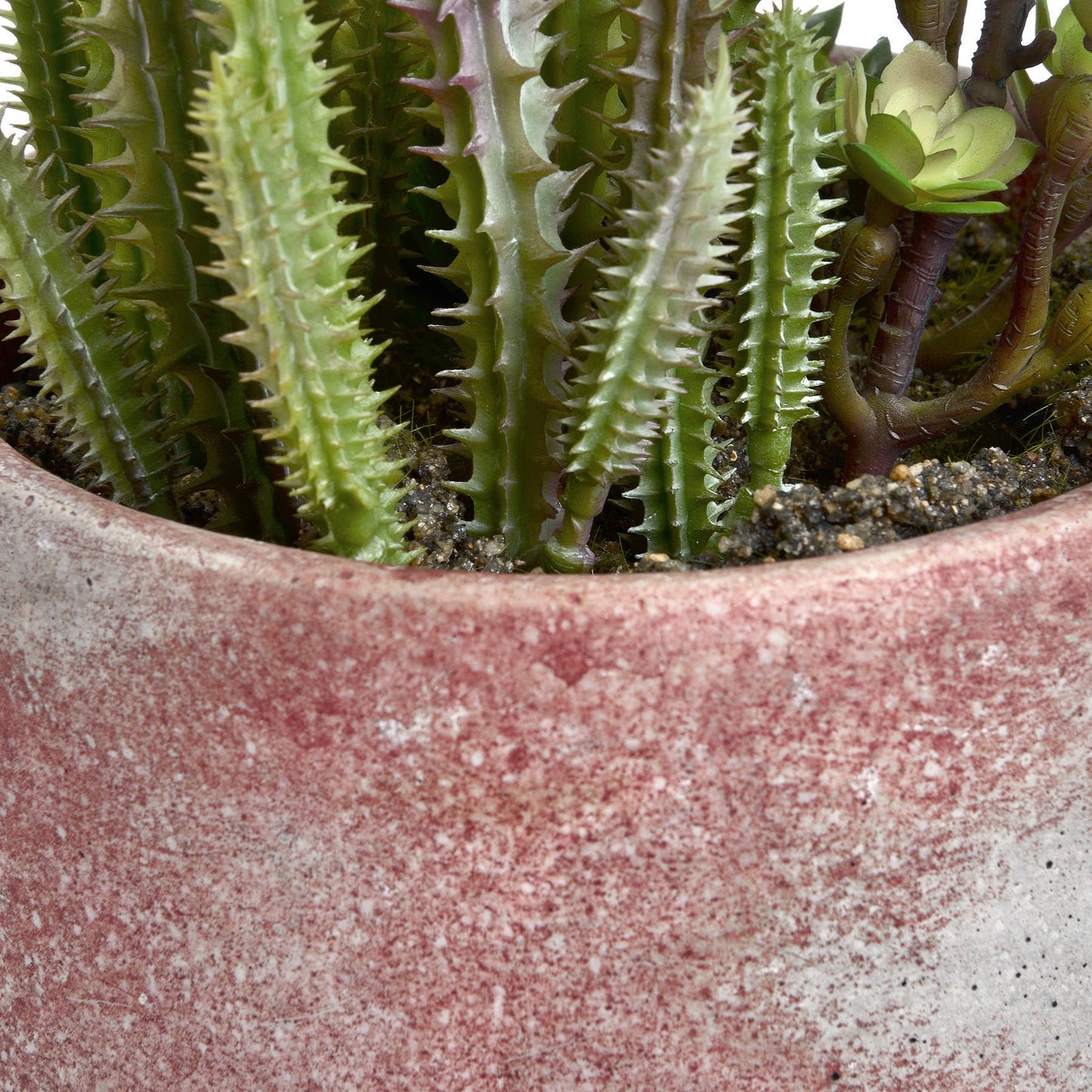 Potted Cacti and Succulent