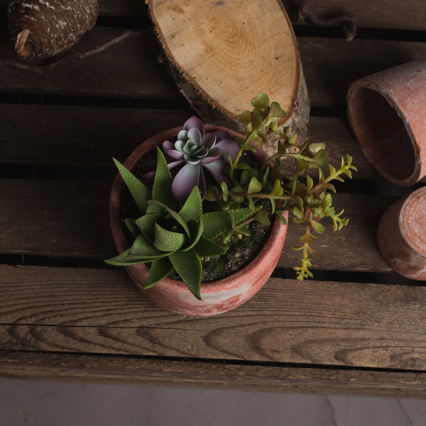 Potted Succulent