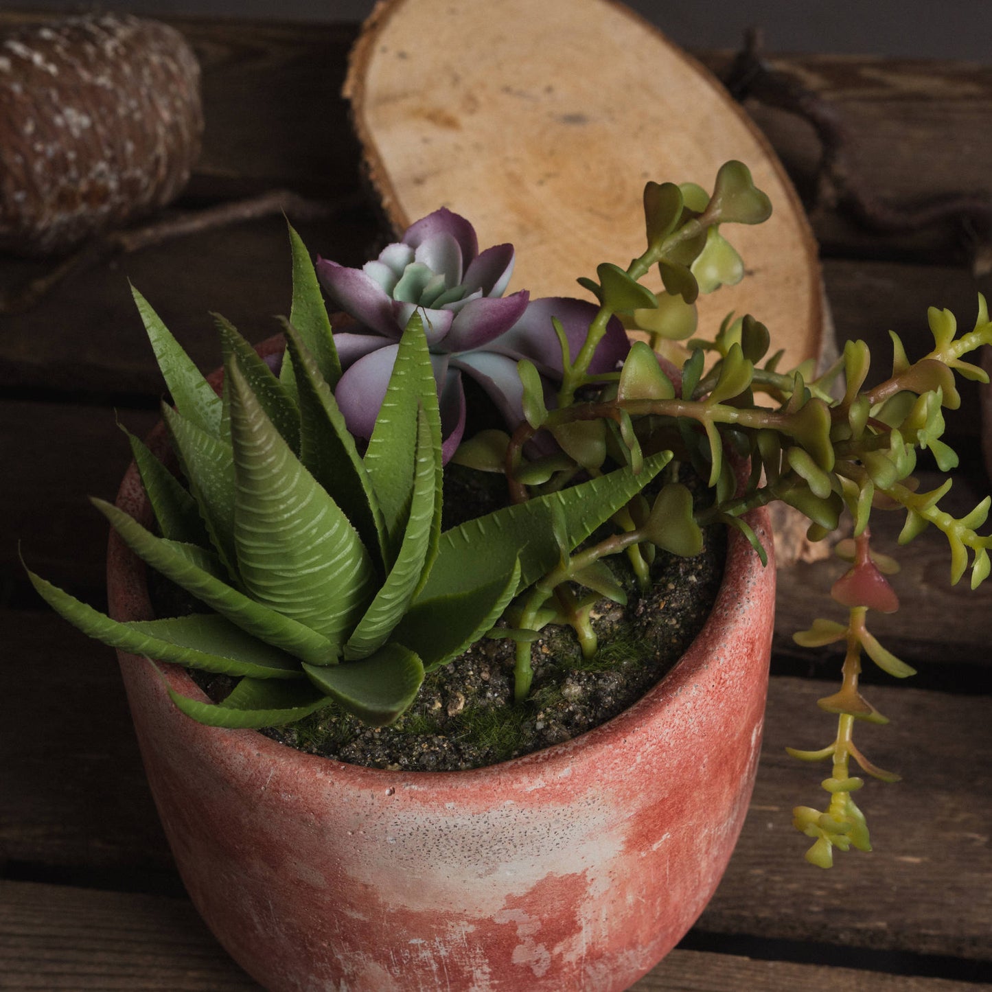 Potted Succulent