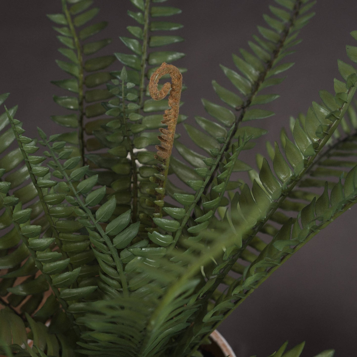 Potted Fern