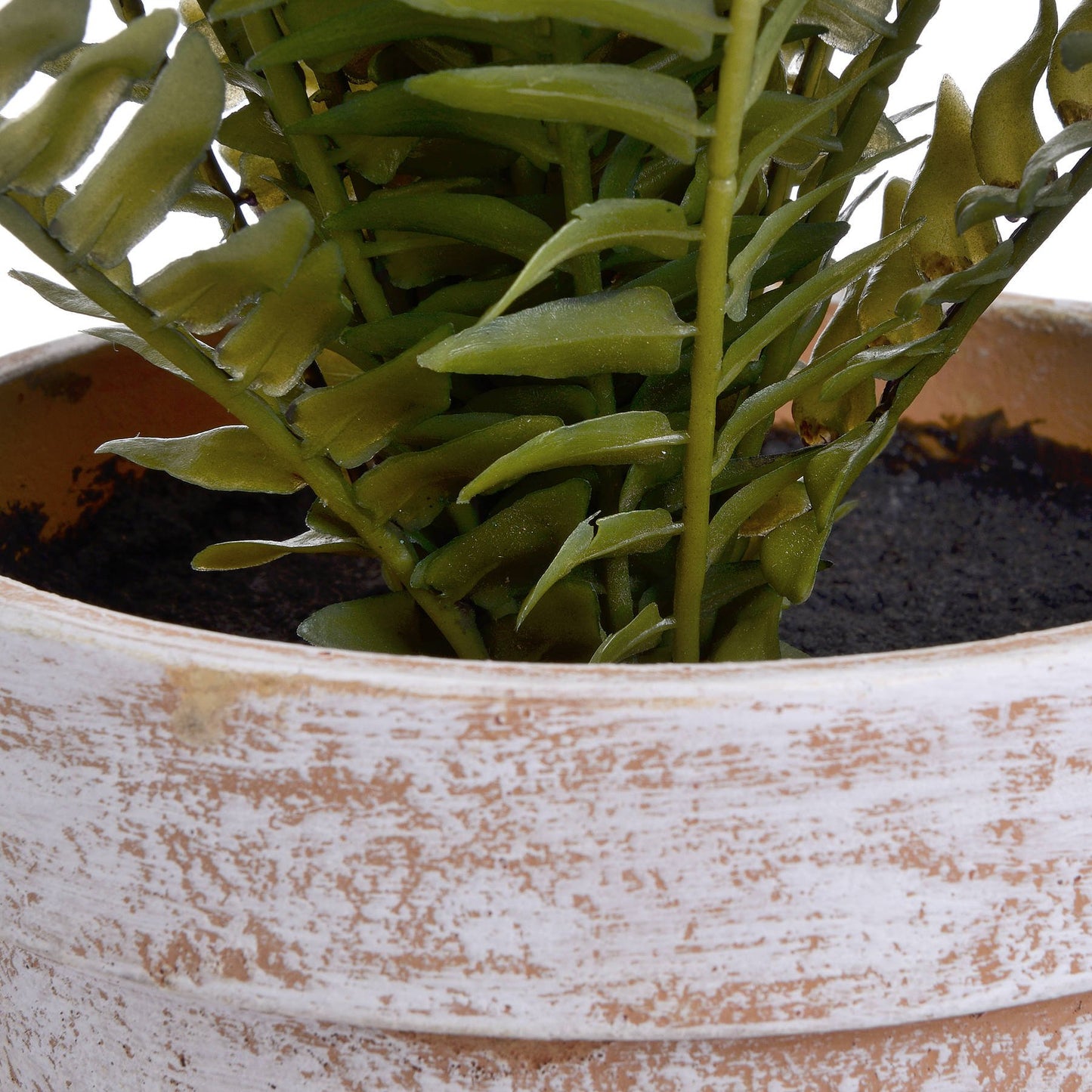 Potted Fern