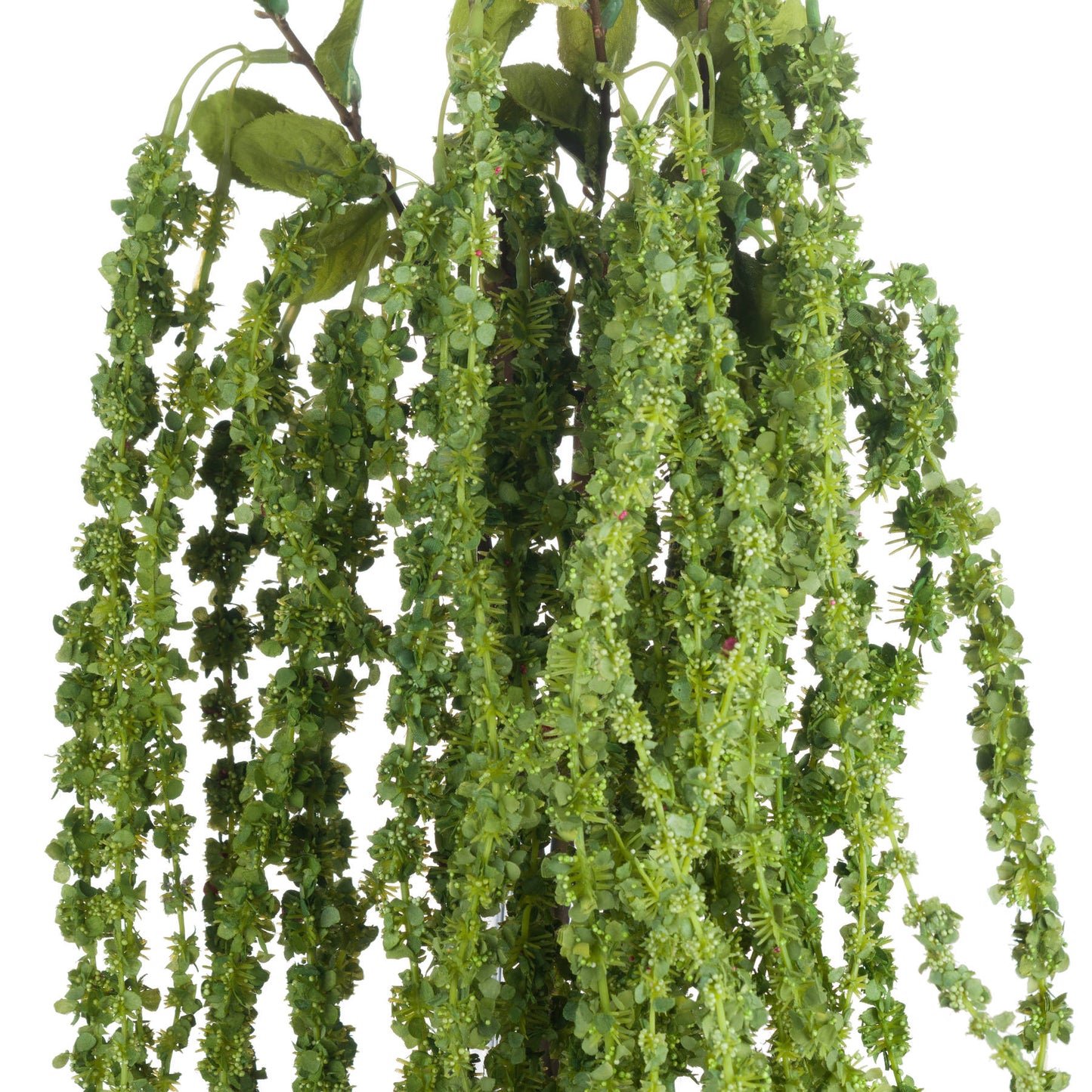 Green Amaranthus