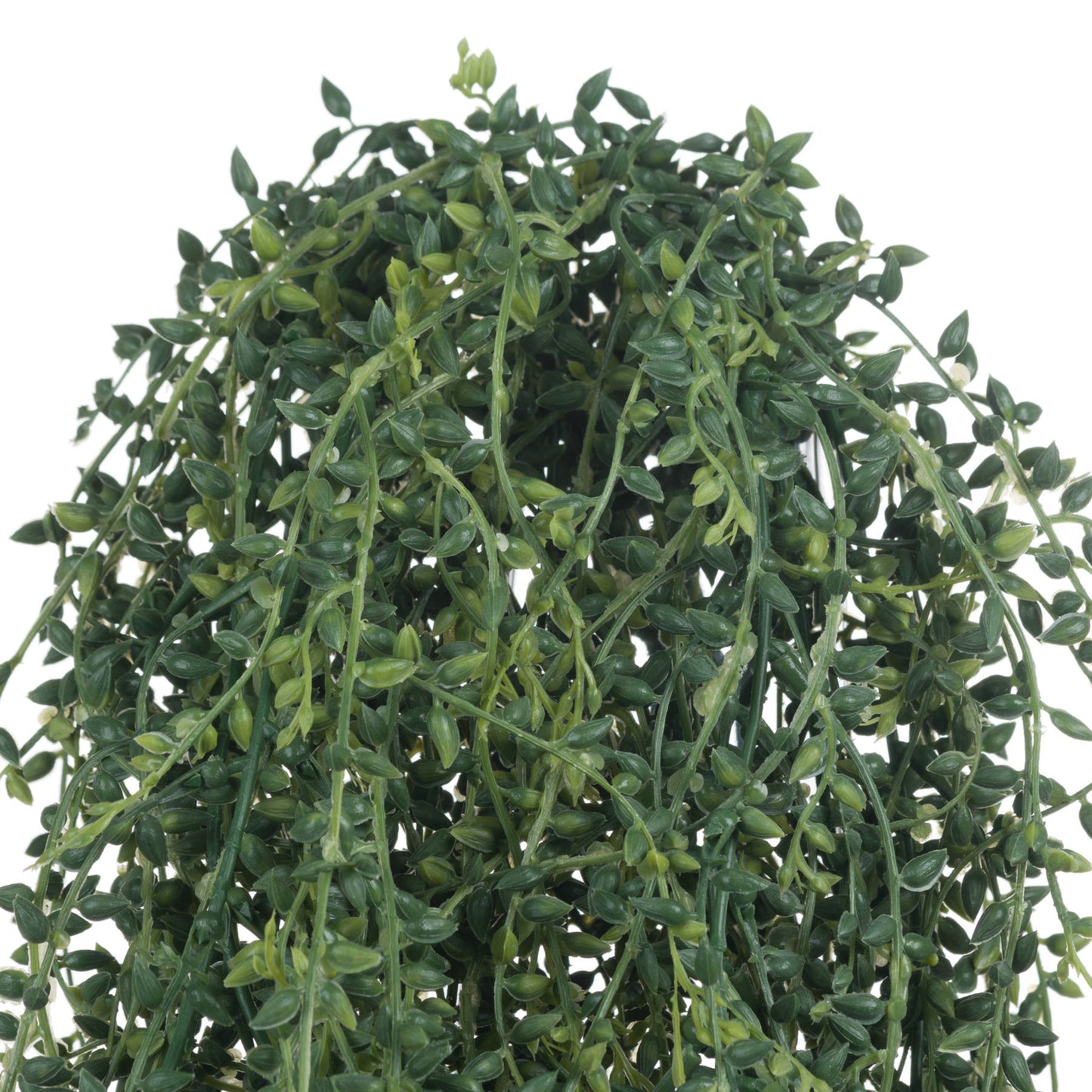 Large Senecio String