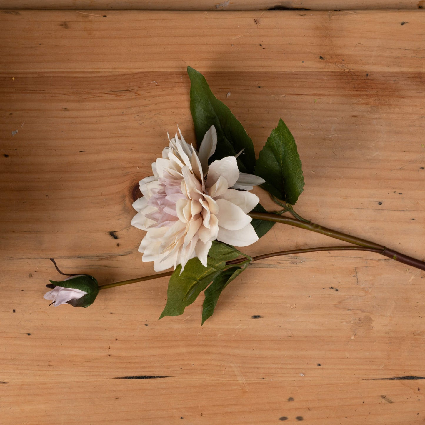 Coffee Cream Dahlia