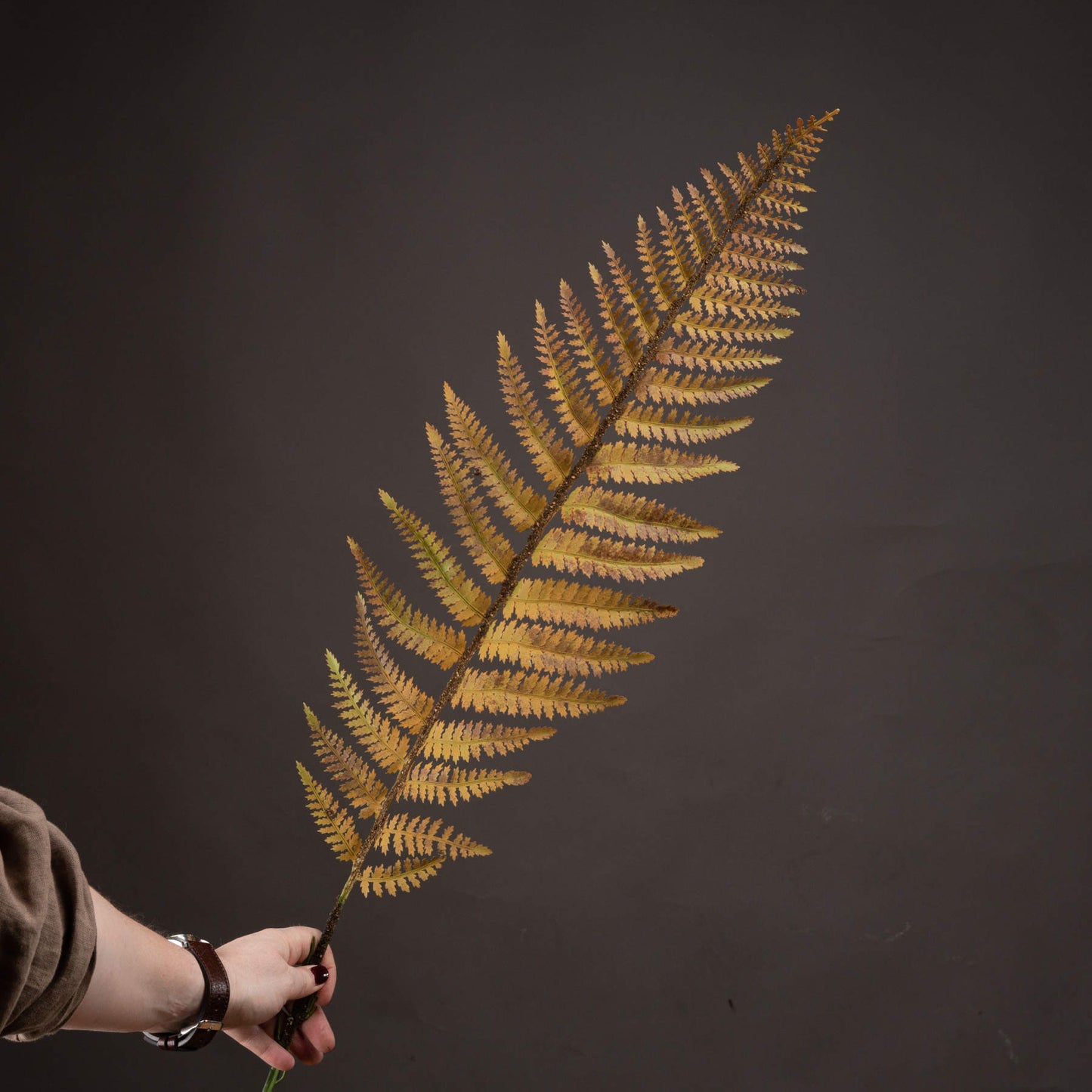 Single Autumn Fern Stem