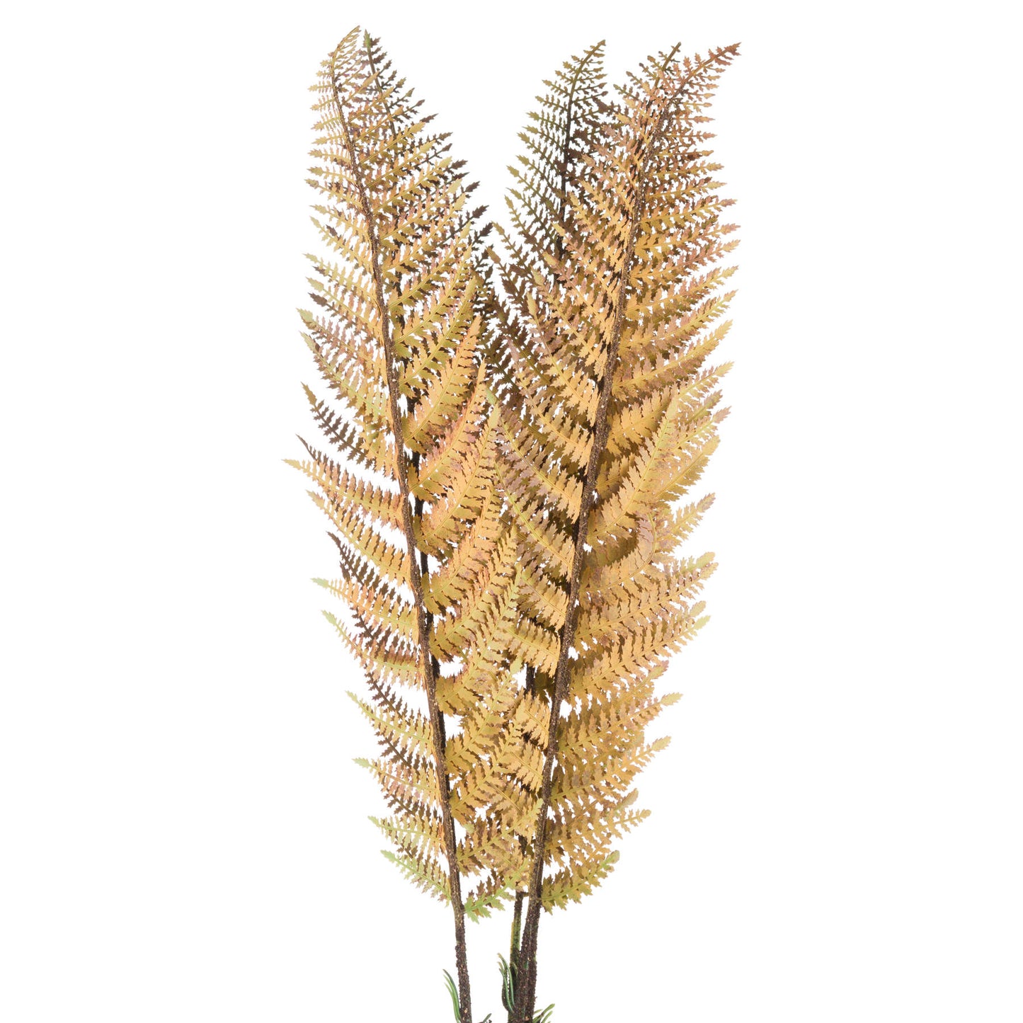 Single Autumn Fern Stem