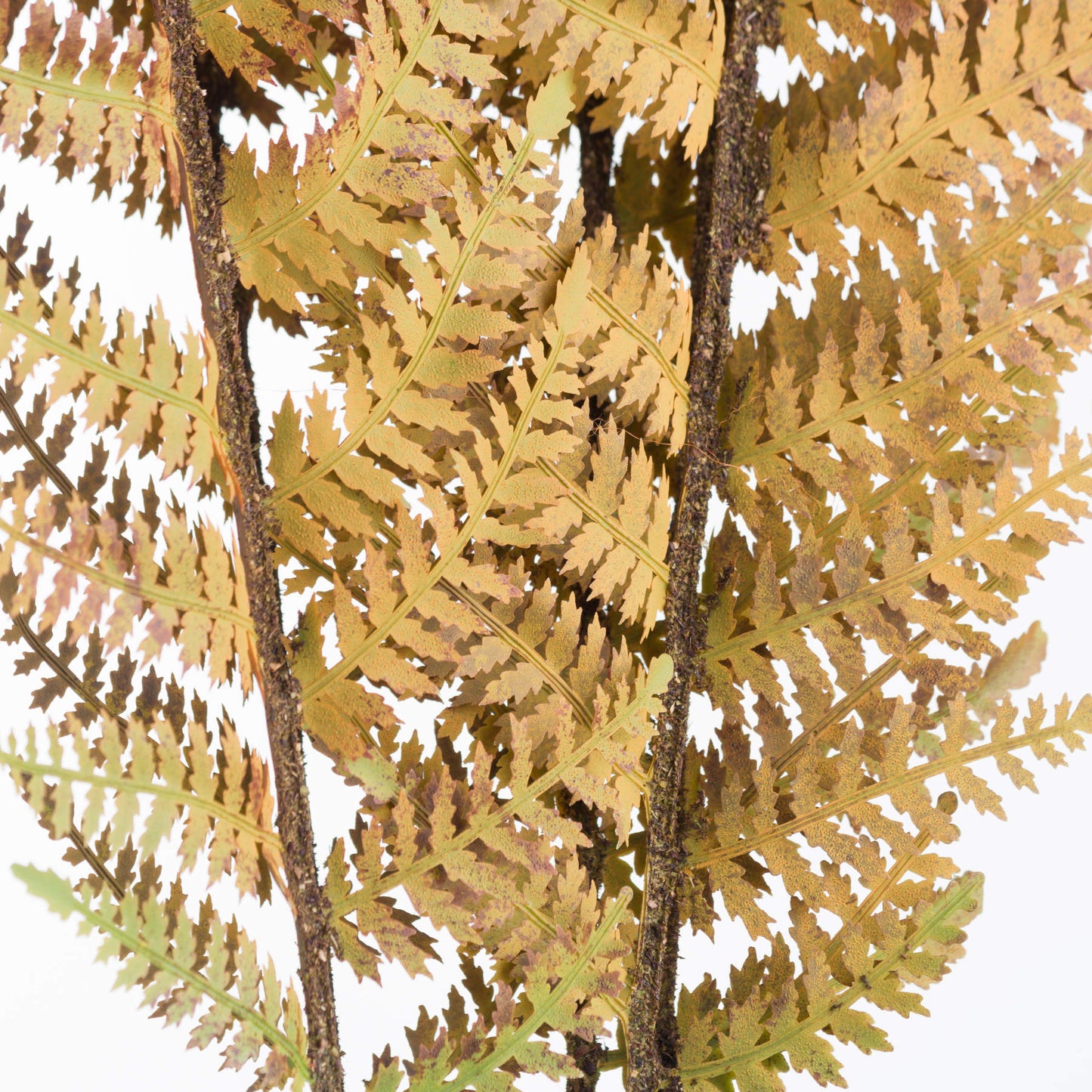 Single Autumn Fern Stem