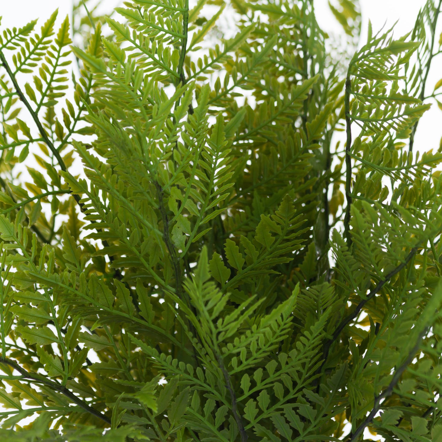 Green Fern Bunch