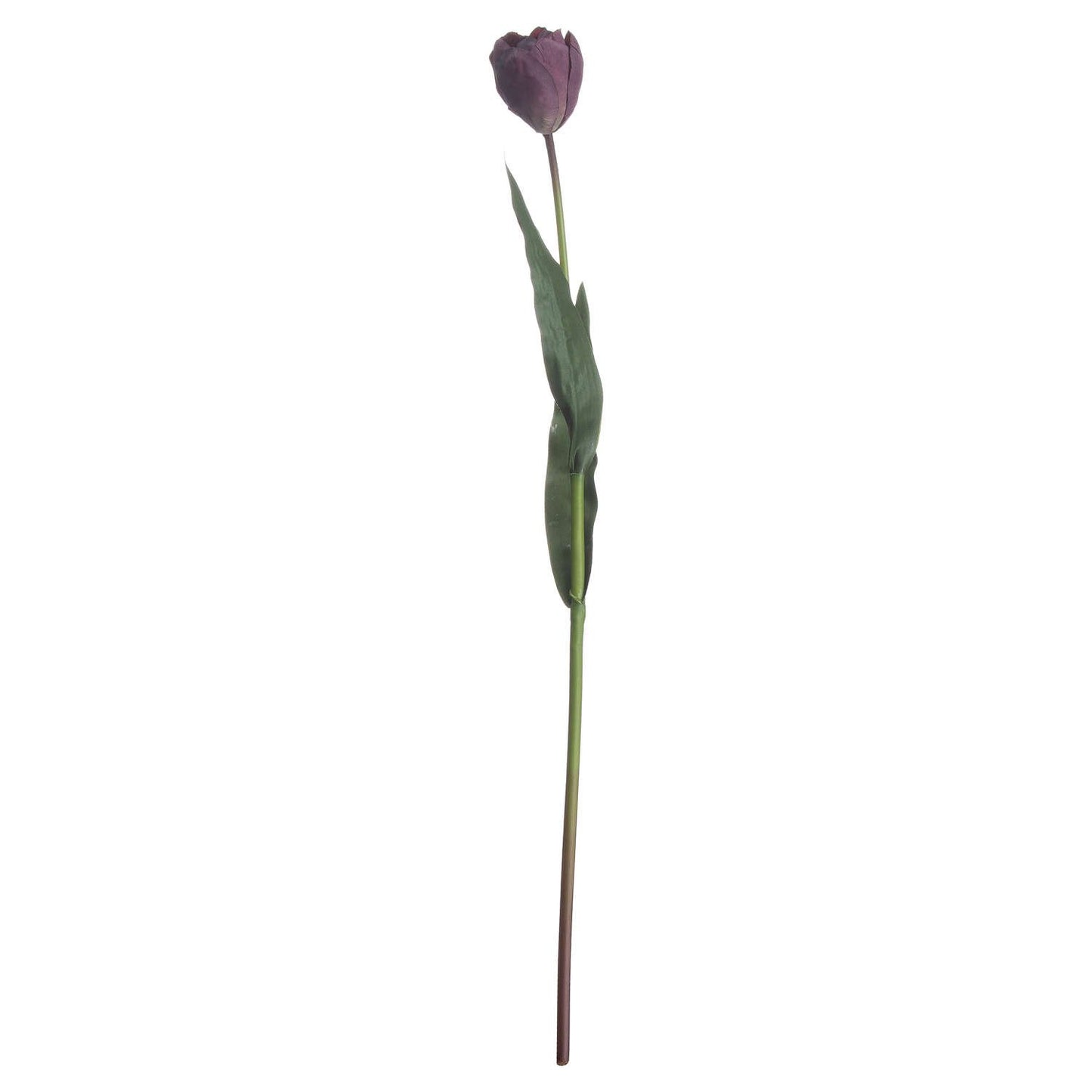 Purple Tulip