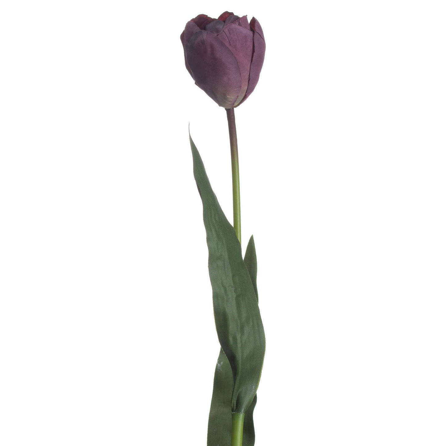 Purple Tulip