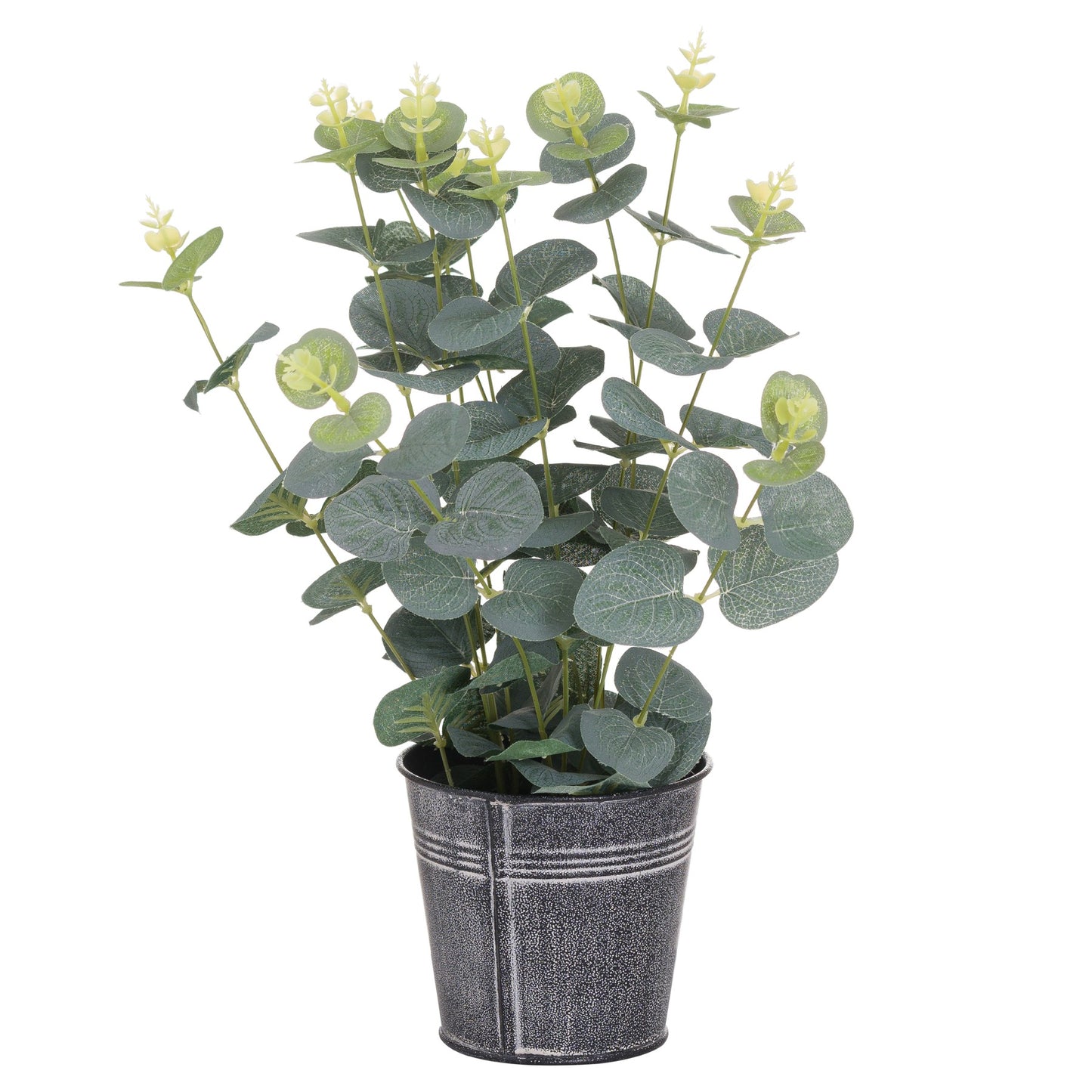 Eucalyptus In Tin Pot