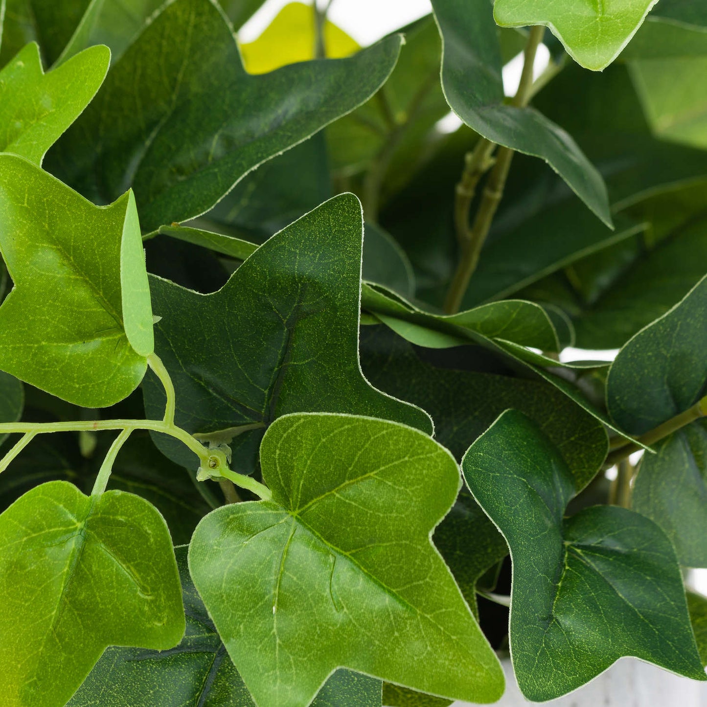 Potted Ivy House Plant