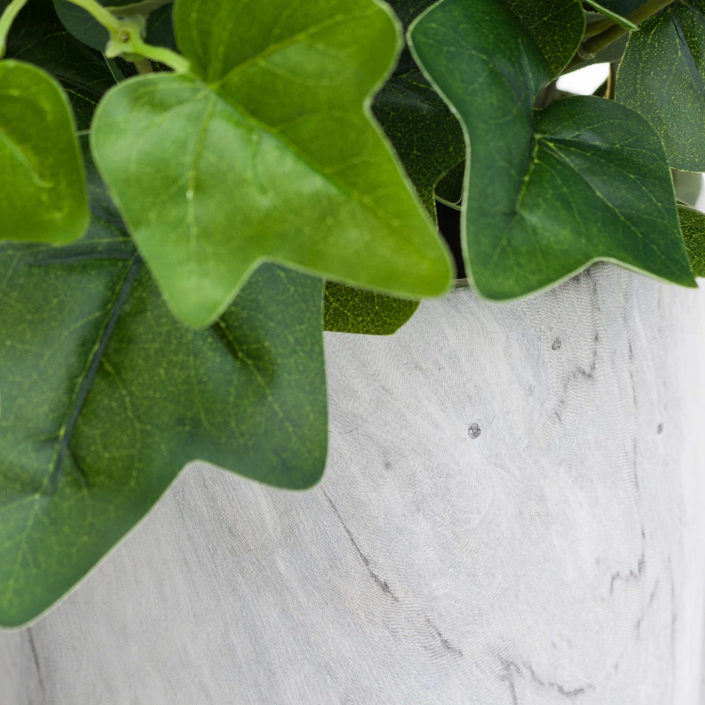 Potted Ivy House Plant