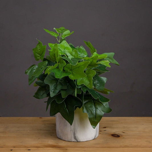 Potted Ivy House Plant