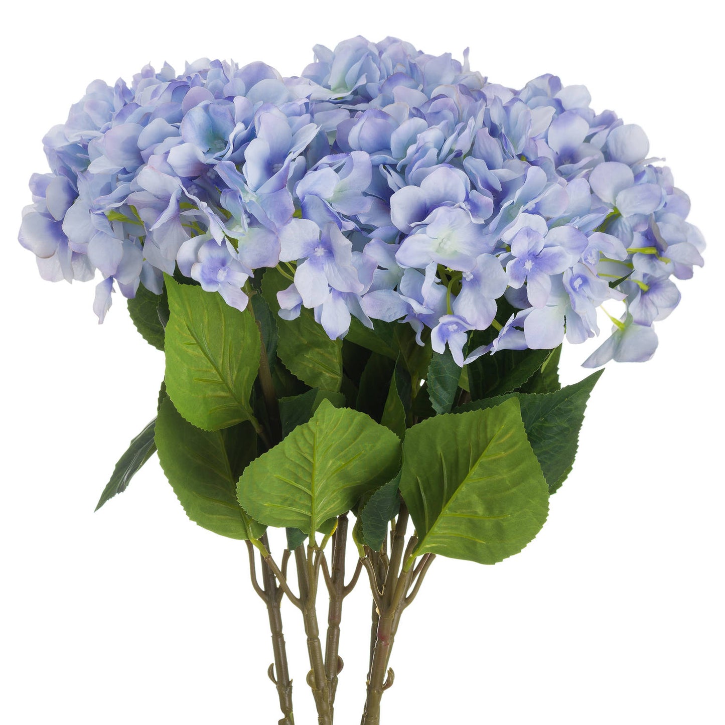 Single Blue Hydrangea