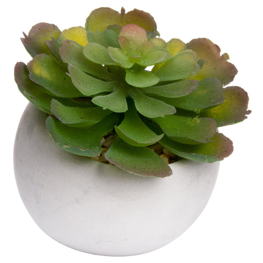 Miniature Lola Succulent In Cement Pot