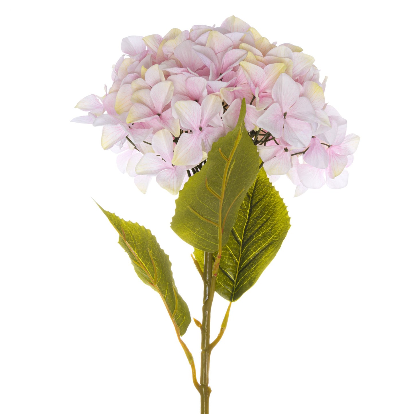 Giant Pink Hydrangea