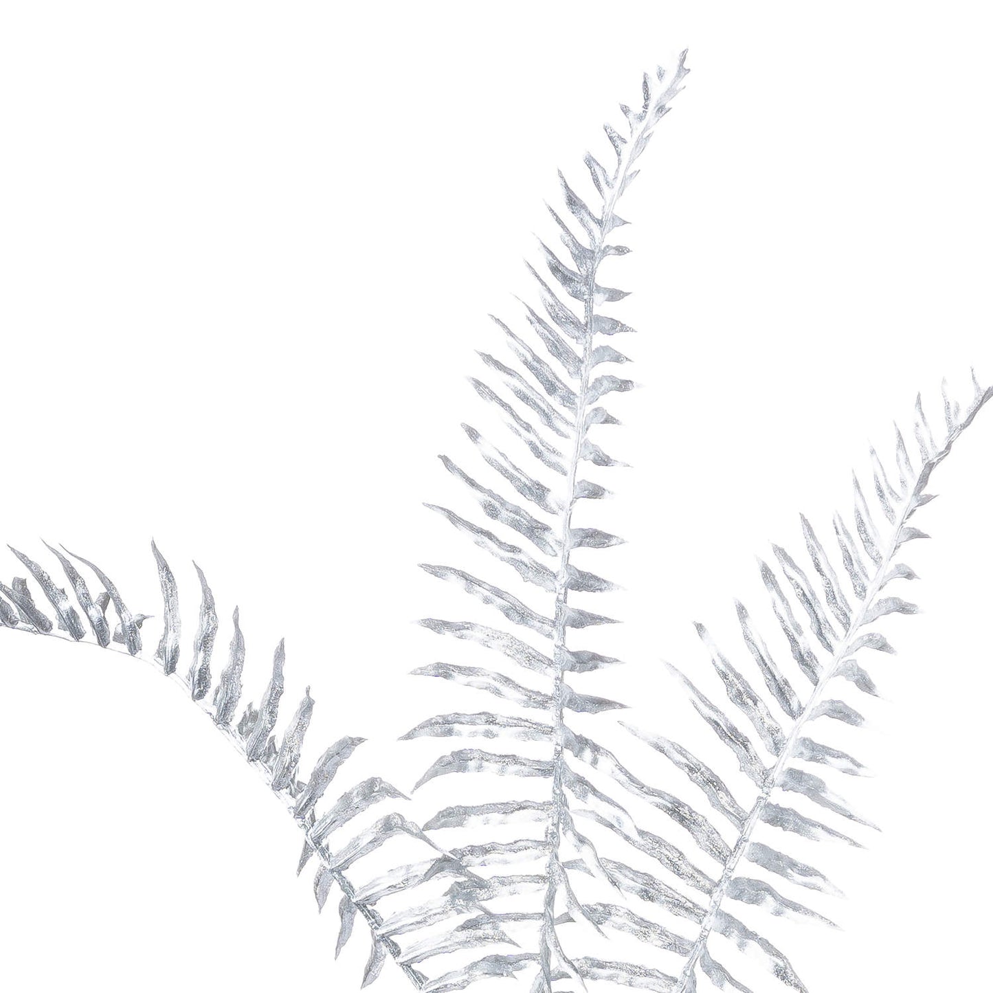 Single Silver Fern