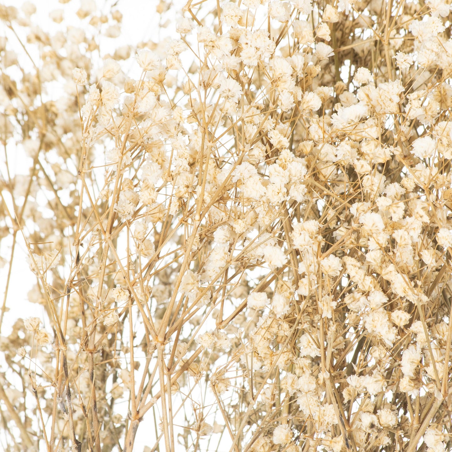 Dried White Babys Breath Bunch