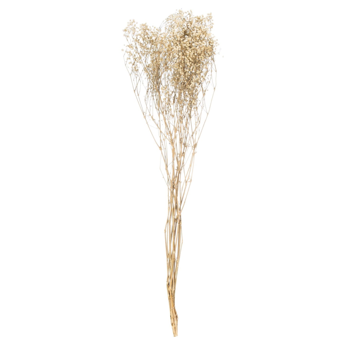 Dried White Babys Breath Bunch