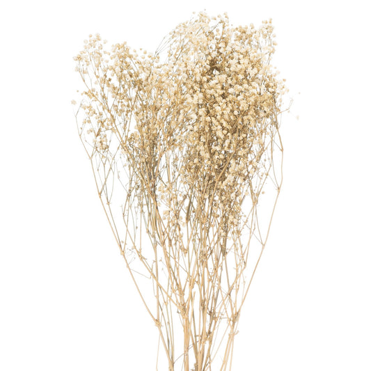 Dried White Babys Breath Bunch