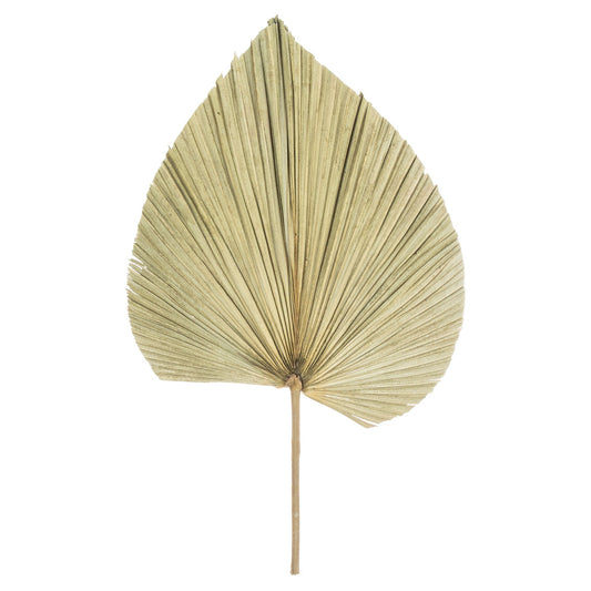 Dried Natural Fan Palm