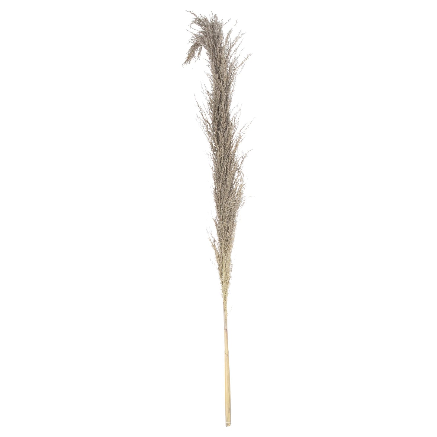 Natural Pampas Grass Stem