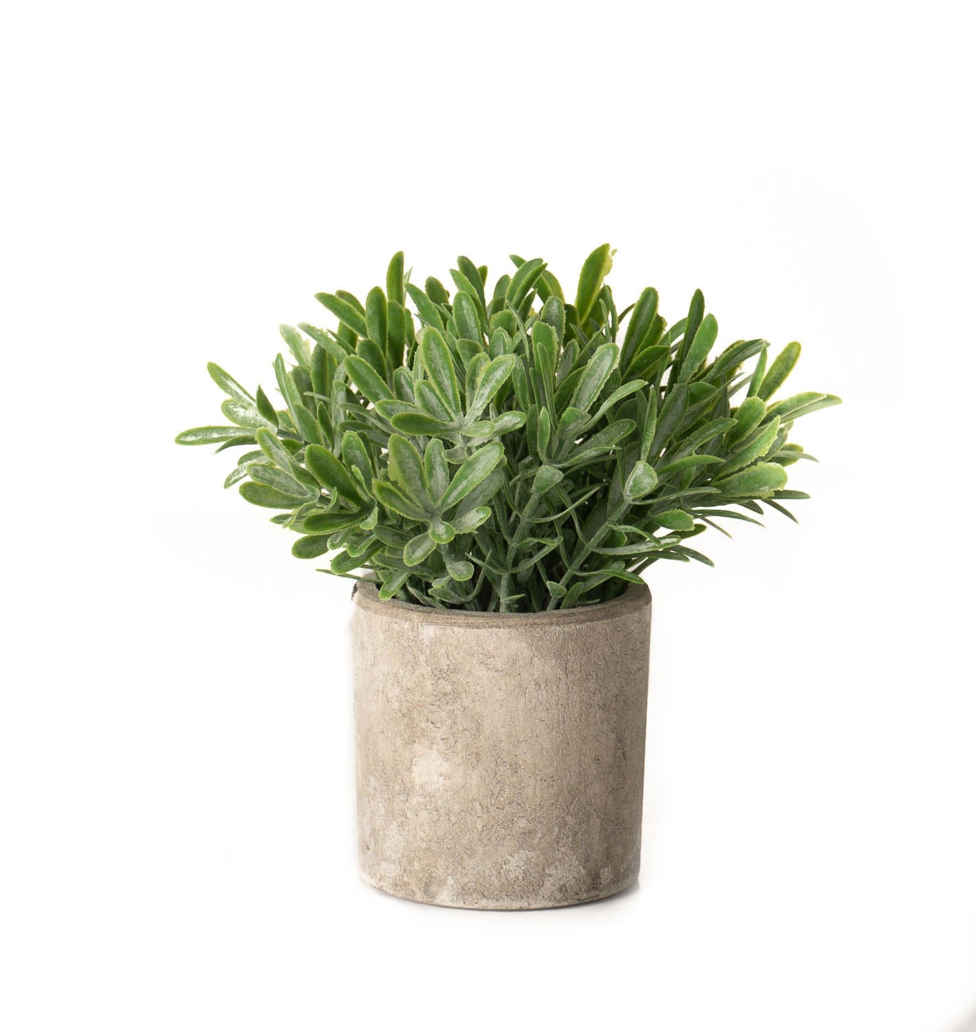 Buxus Plant In Stone Effect Pot