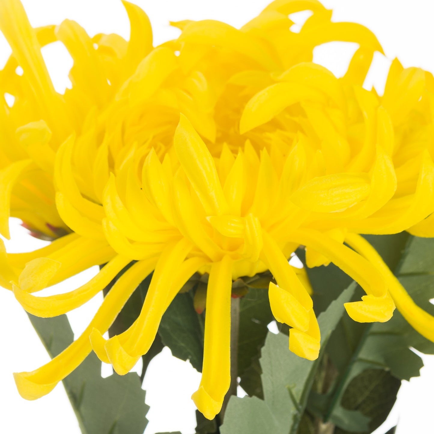 Spider Chrysanthemum Yellow